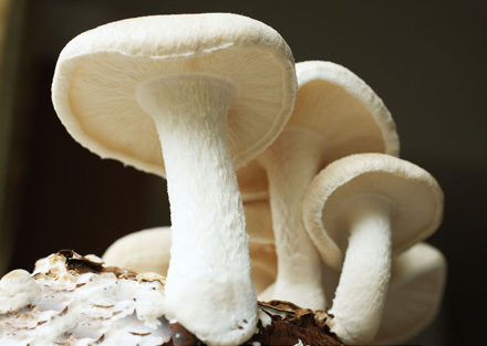 7种蔬菜让你白嫩不长斑