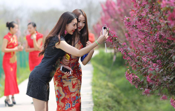 南京美女着旗袍赏花 顾盼生姿秀身段