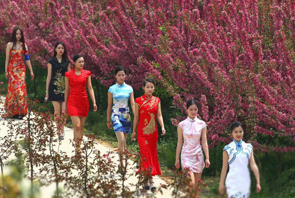 南京美女着旗袍赏花 顾盼生姿秀身段