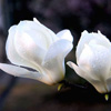 <em>ů</em> ҷ