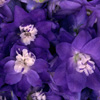 <em>Ȼ</em>뼡 Źâ