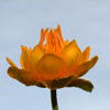 òԭĽʢ<em>ɳĮ</em>