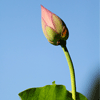 ǳī