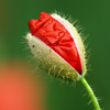 <em>ī</em>Ⱦϣд