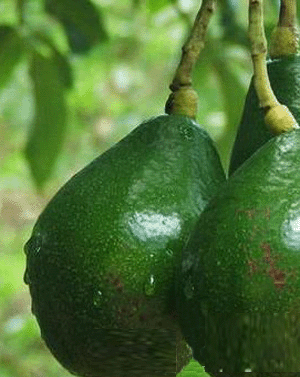 8种清凉美肤水果 吃出水润肌