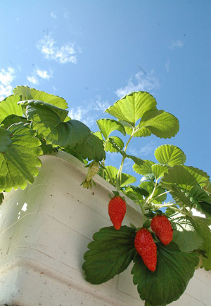 8种清凉美肤水果 吃出水润肌